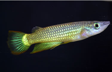APOLCHEILUS LINEATUS
